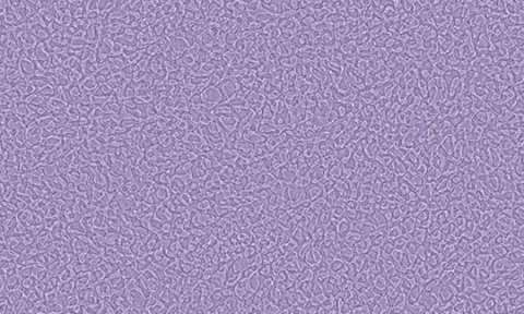 434597 Lavender