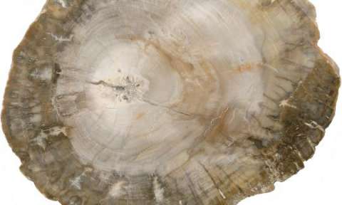 44932 Petrified Bark